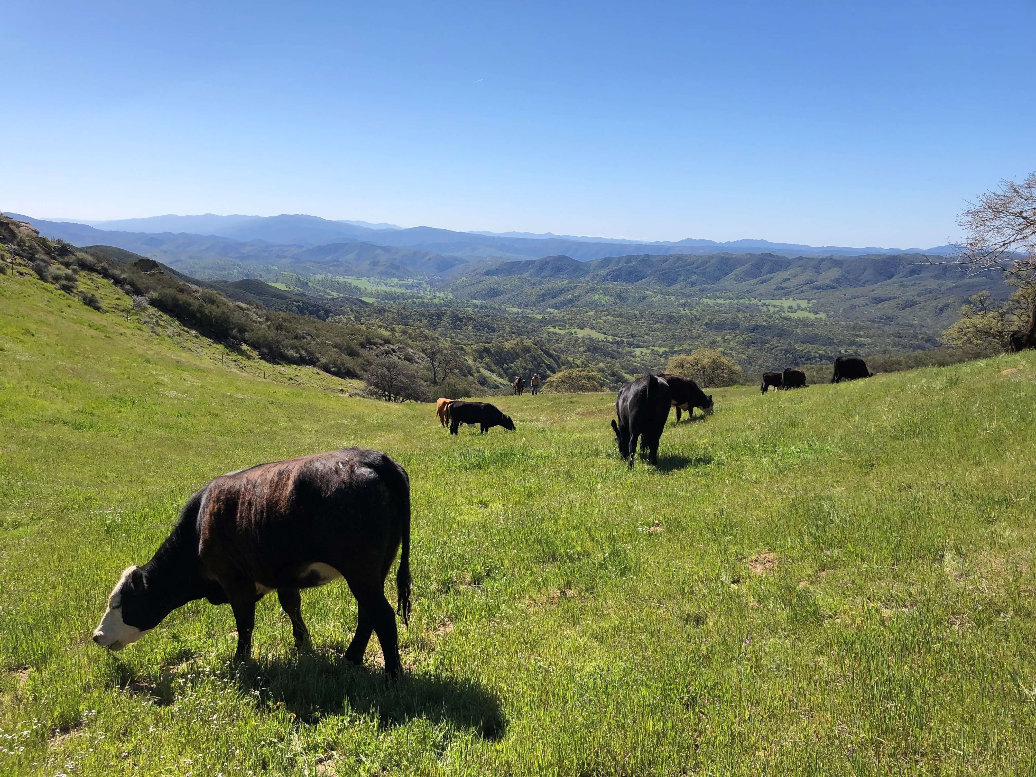 Carrizo Plains Cattle, Carrizo Plains, San Luis Obispo County
