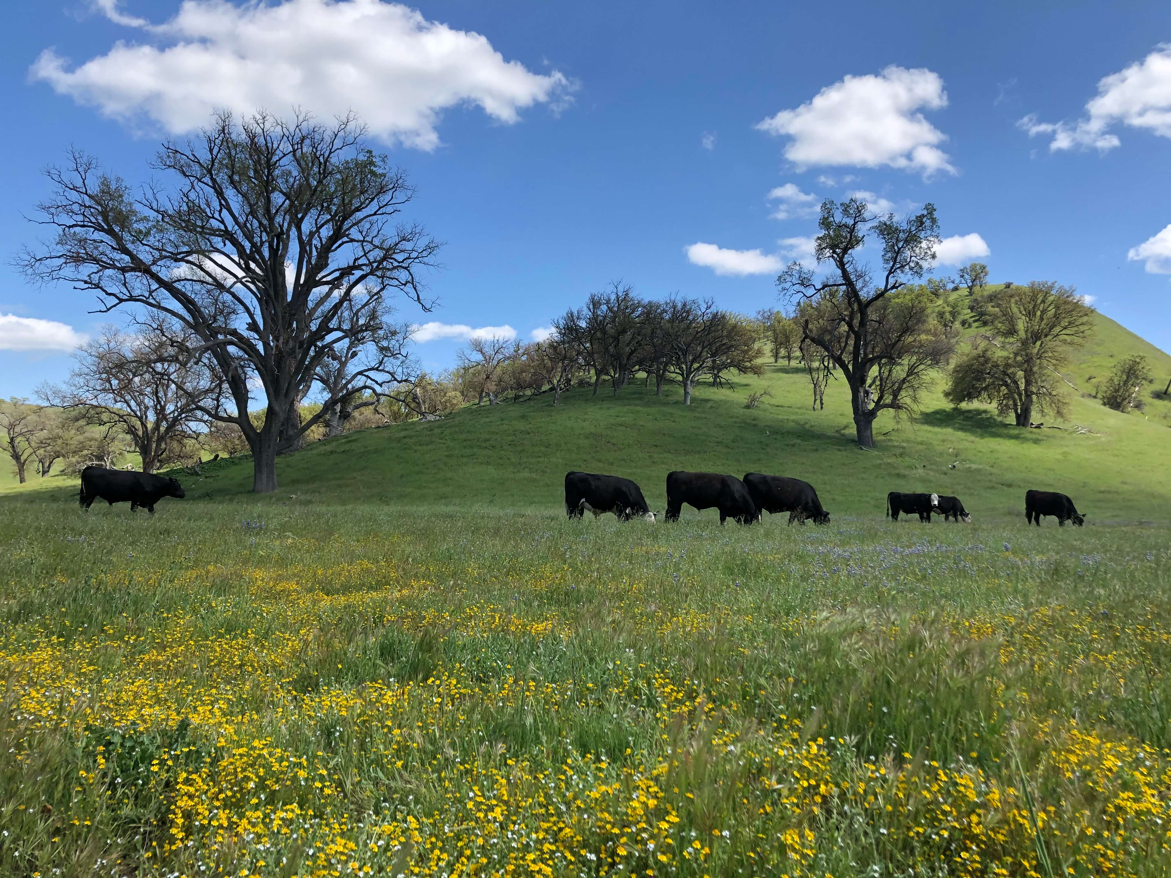 Estrella Creek Ranch, Near Paso Robles, San Luis Obispo County