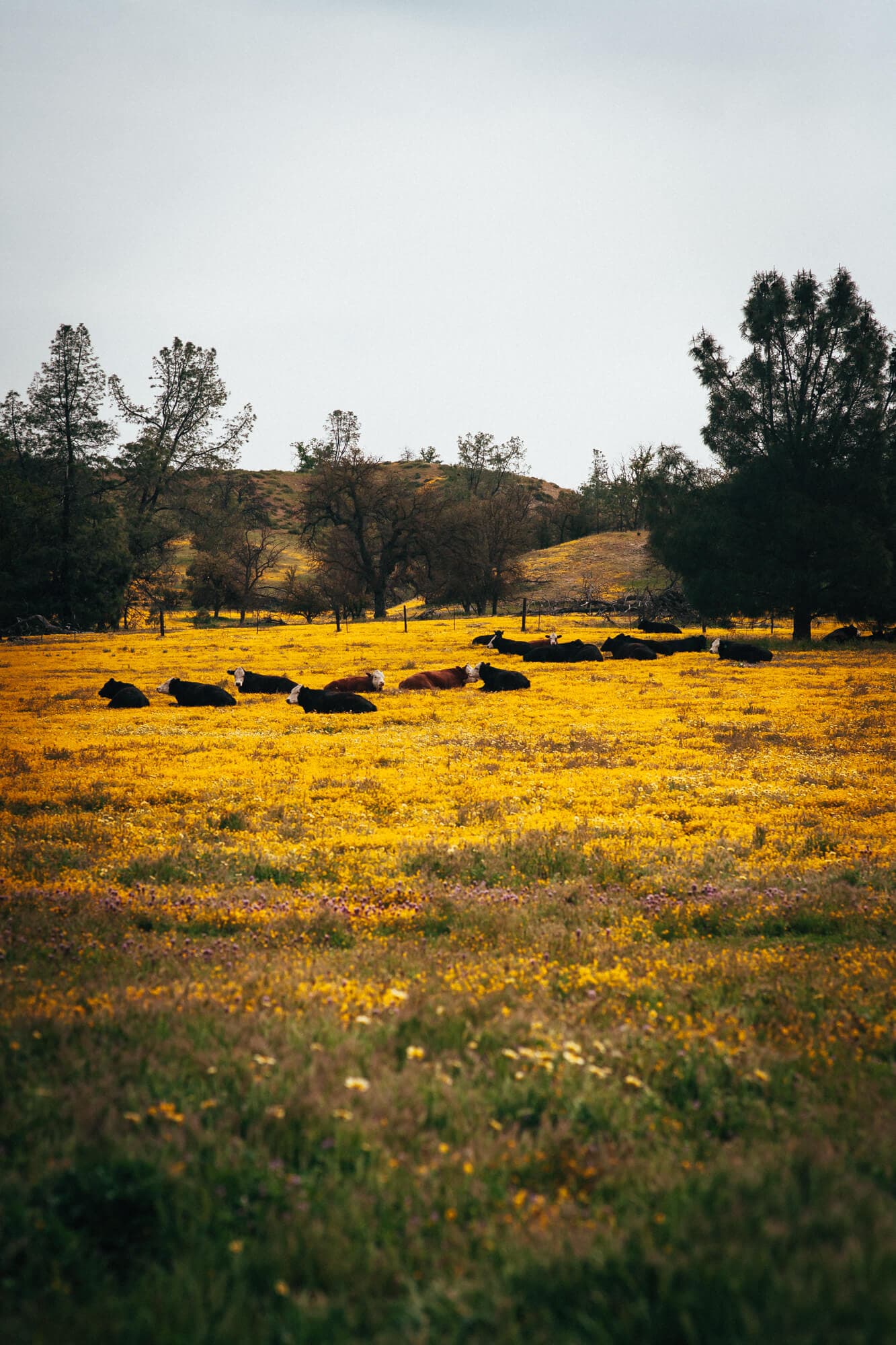 Avenales Ranch, La Panza Range, San Luis Obispo County