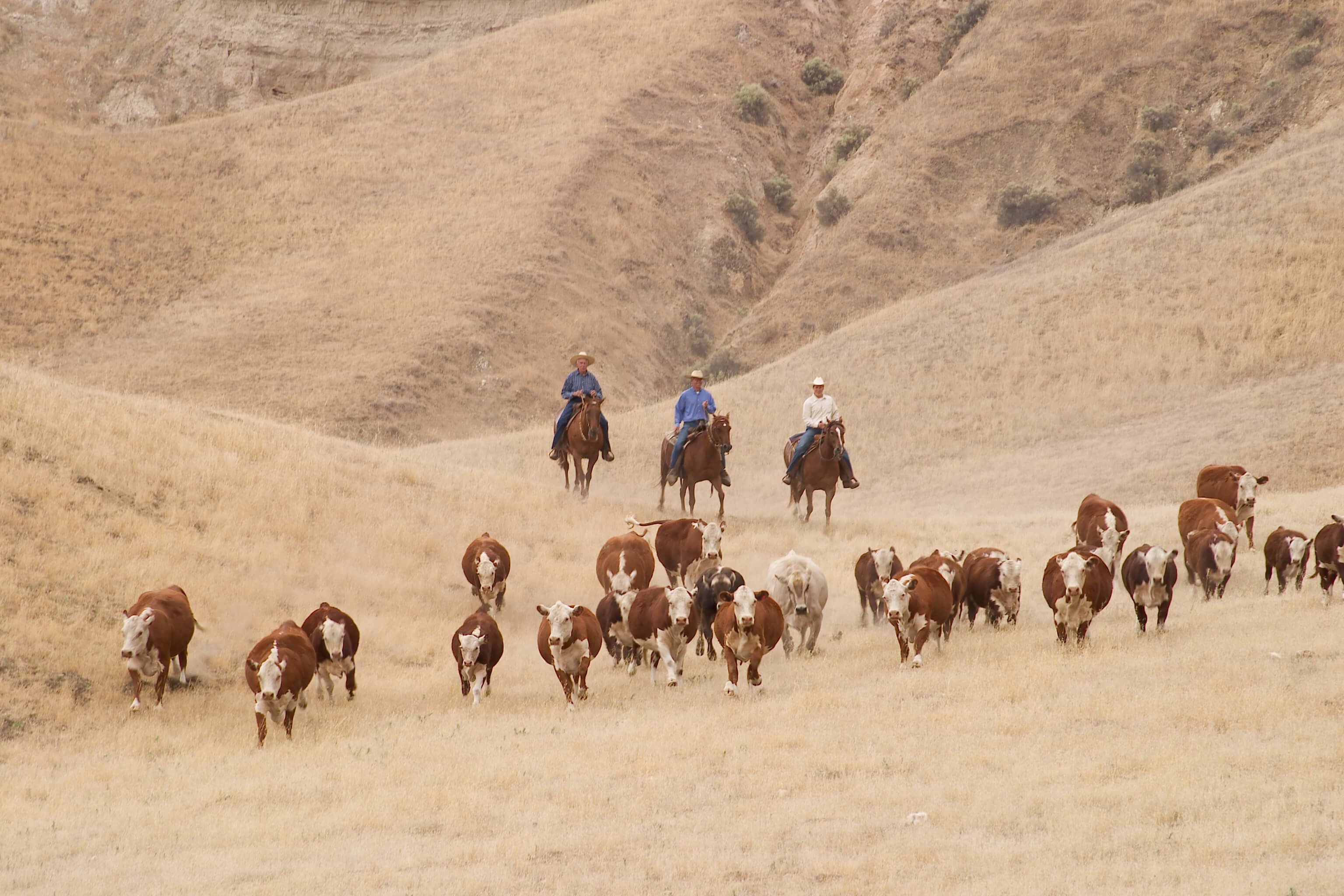 La Panza Cattle Co., La Panza, San Luis Obispo County